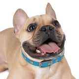 BassmastHER Turquoise Dog Collar