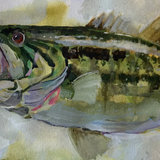 Largemouth Bass - Dirk Walker Fine Art